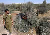 القدس: الاحتلال يقتلع 50 شجرة زيتون ويهدم جدارا استناديا في حزما