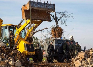 الاحتلال يخطر باقتلاع عشرات أشجار الزيتون جنوب طوباس