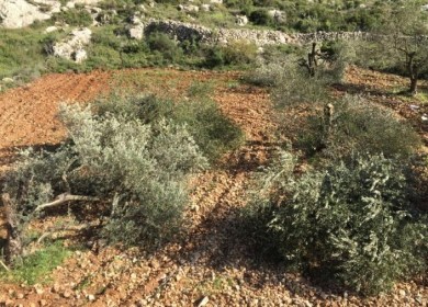 الاحتلال يقتلع 50 شجرة زيتون ويجرف أراضي غرب سلفيت