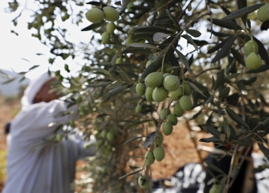 "الزراعة" توصي بضرورة الالتزام بالموعد المحدد لقطف الزيتون