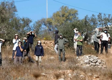 مستوطنون يرشون أشجار زيتون بمواد كيماوية في جالود