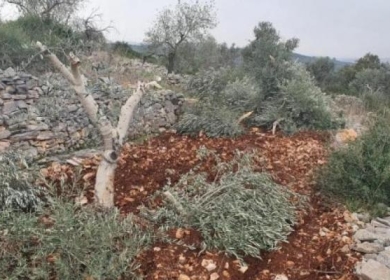 مستوطنون يكسرون 40 شجرة زيتون شرق قلقيلية