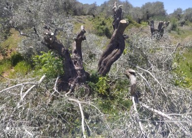 مستوطنون يقطعون 160 شجرة زيتون معمرة في قريوت جنوب نابلس