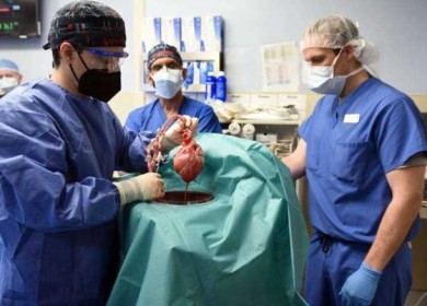 الخنازير المعدلة وراثيا.. شعاع أمل جديد للمرضى الذين يحتاجون لزراعة أعضاء