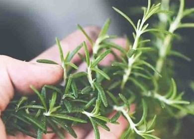 توابل موجودة في أغلب المطابخ العربية قد تُعالج مرض الزهايمر