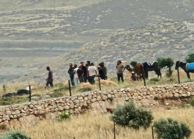 مستعمرون يهاجمون قاطفي الزيتون في بيت دجن شرق نابلس
