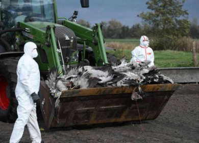 ألمانيا: إعدام 400 ألف طائر في مزارع دواجن بسبب تفشي مرض إنفلونزا الطيور