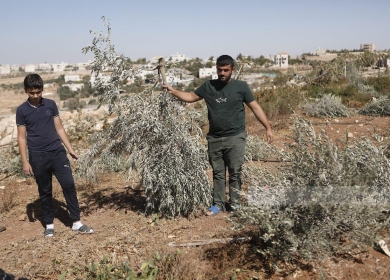 المجلس الدولي للزيتون يطالب بمحاسبة إسرائيل لاعتداءاتها على شجرة الزيتون