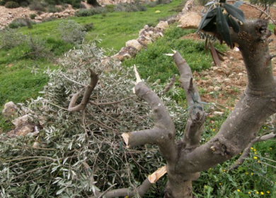 قوات الاحتلال تقتلع عشرات أشجار الزيتون شمال غرب سلفيت