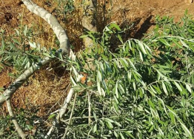 مستعمرون يقتلعون أشجار زيتون في خربة مسعود جنوب غرب جنين
