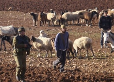 مستعمرون يطاردون رعاة الأغنام في مسافر يطا جنوب الخليل