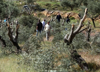 مستوطنون يقتلعون ويكسرون 35 شجرة زيتون غرب سلفيت