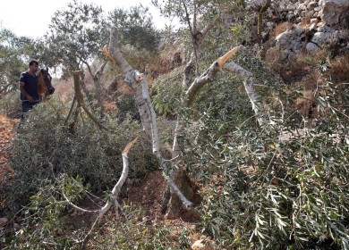 مستوطنون يقطعون أشجار زيتون ويسرقون ثمارا جنوب نابلس